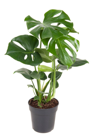 Plante pentru birou - Monstera deliciosa - plantă tropicală de interior cu frunze fenestrate