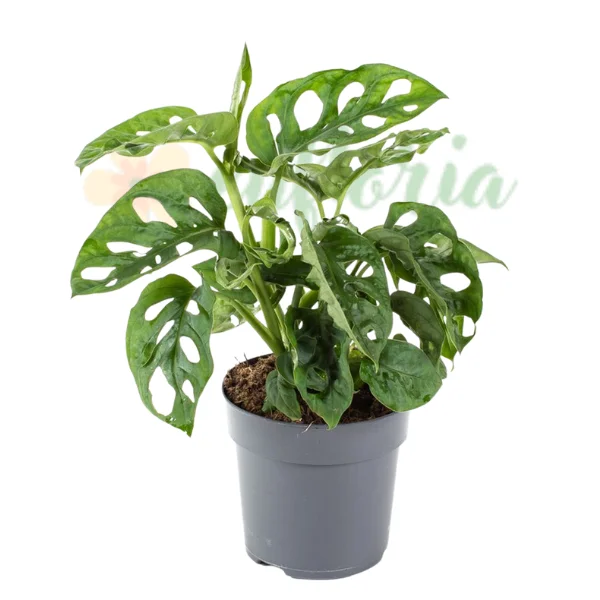 Monstera - Cumpără Monstera friedrichsthalii — Aroid Cățărător Elegant Fenestrat