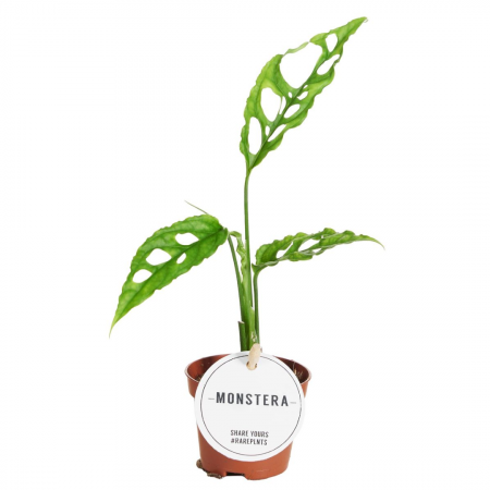 Monstera - Monstera Obliqua 'Peru'