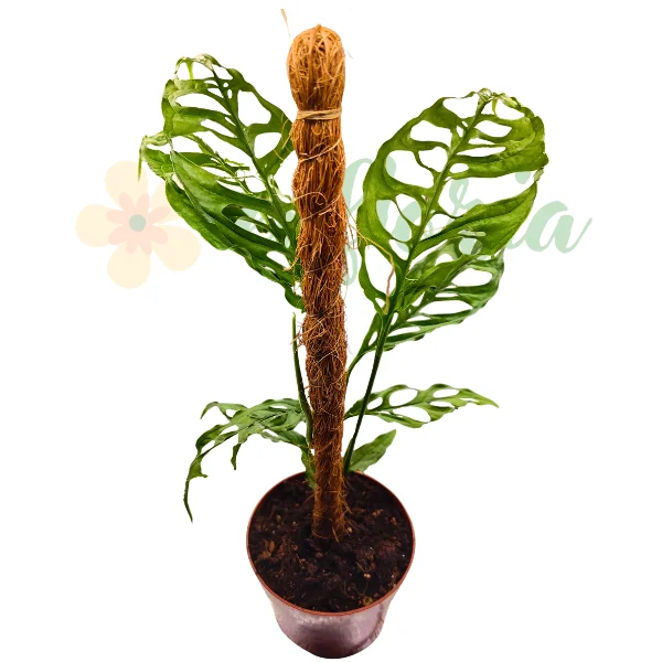 Monstera obliqua 'Peru' — frunze subțiri dantelare perforate, Eufloria [1]