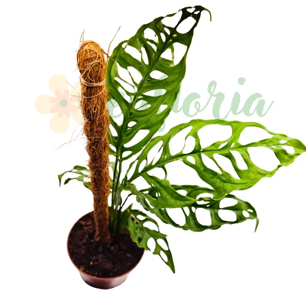 Monstera - Monstera obliqua Peru - rare plant with textured rigid deep green leaves