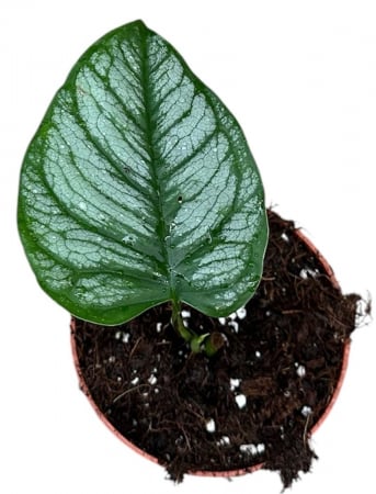 Monstera siltepecana 'El Salvador' [1]