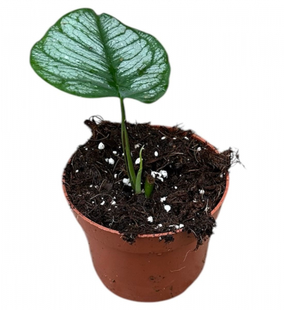 Monstera - Monstera siltepecana 'El Salvador'