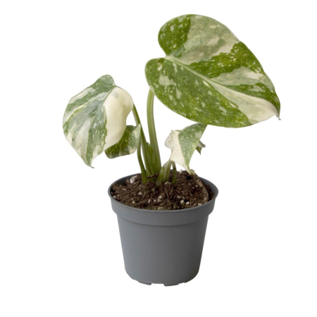 Monstera 'Thai Constellation' — frunze verzi cu stropi alb-crem variegați, ghiveci Ø6cm Eufloria