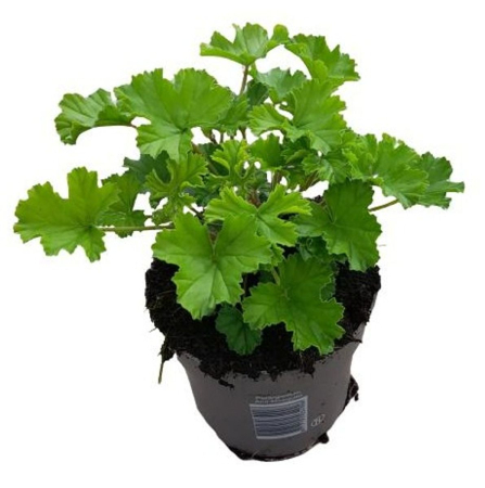 Plante înflorite - Pelargonium ANGEL PARFUM NOVA D10.5cm — mușcată parfumată