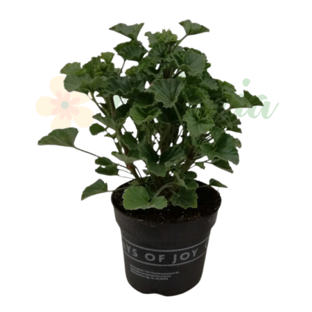 Plante înflorite - Pelargonium capitatum D10.5cm — mușcată sud-africană trandafir
