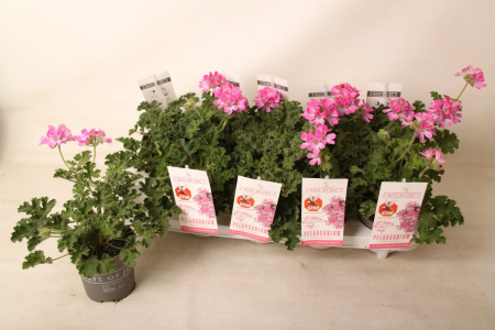 Pelargonium capitatum D10.5cm — mușcată sud-africană trandafir [2]