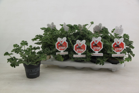 Pelargonium capitatum D10.5cm — mușcată sud-africană trandafir [6]