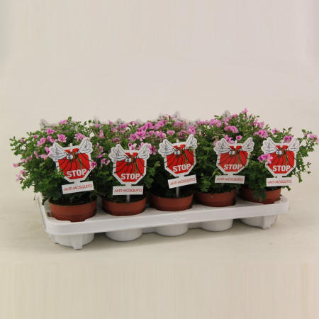 Pelargonium crispum 'Lemona' D10.5cm — mușcată lămâie [2]
