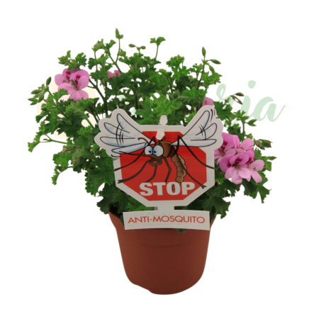 Plante înflorite - Pelargonium crispum 'Lemona' D10.5cm — mușcată lămâie