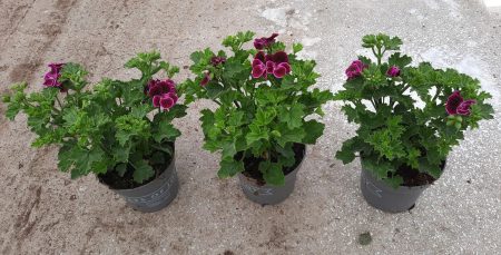 Pelargonium crispum 'Lemona' D10.5cm — mușcată lămâie [5]