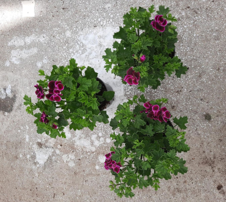 Pelargonium crispum 'Lemona' D10.5cm — mușcată lămâie [4]