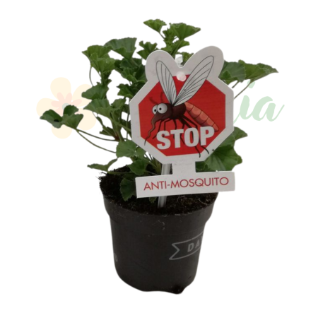 Plante înflorite - Pelargonium MOSQUITAWAY LIZZY D10.5cm — mușcată anti-țânțari