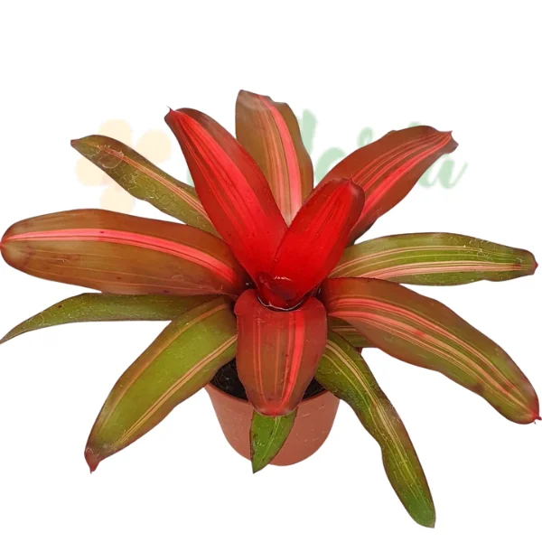 Plante pentru terarii - Neoregelia 'Fancy'