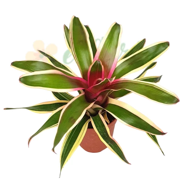 Plante pentru terarii - Neoregelia 'Franca'