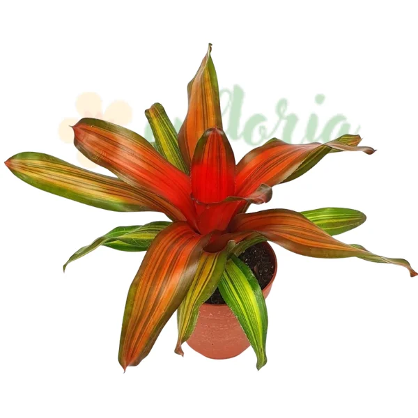 Plante pentru terarii - Neoregelia 'Freddie'