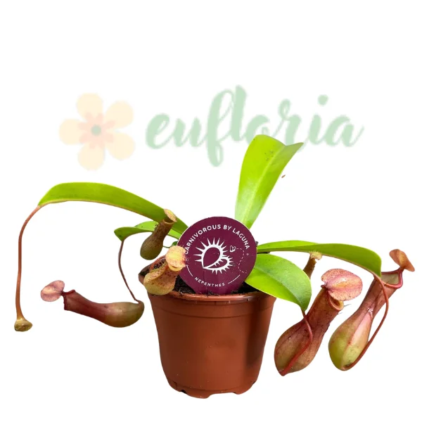Carnivore - Nepenthes alata – Plantă carnivoră cu frunze în formă de ulcior