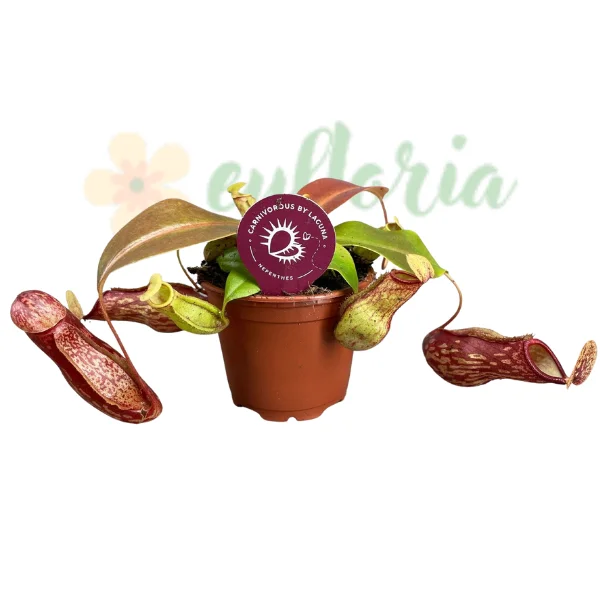 Carnivore - Nepenthes «Gaya» – Plantă carnivoră cu ulcioare pentru începători