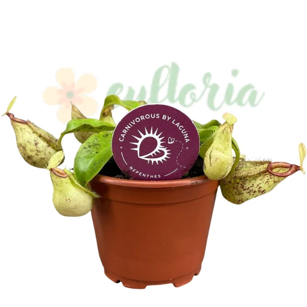 Carnivore - Nepenthes hookeriana – Plantă carnivoră hibridă naturală