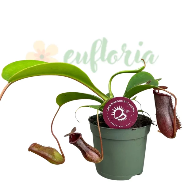 Carnivore - Nepenthes lowii – Plantă carnivoră cu două tipuri de ulcioare