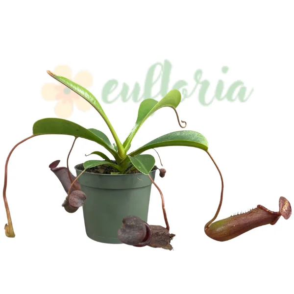 Nepenthes lowii – Plantă carnivoră cu două tipuri de ulcioare [1]