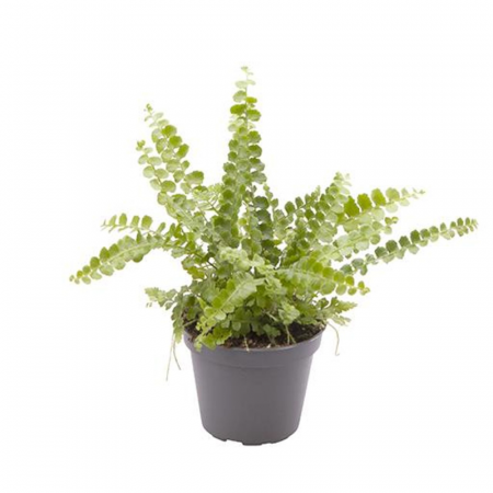Ferigi - Nephrolepis exaltata 'Duffy'