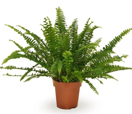 Oferta plante de interior B2B - Nephrolepis exaltata Green Lady - ferigă decorativă de interior