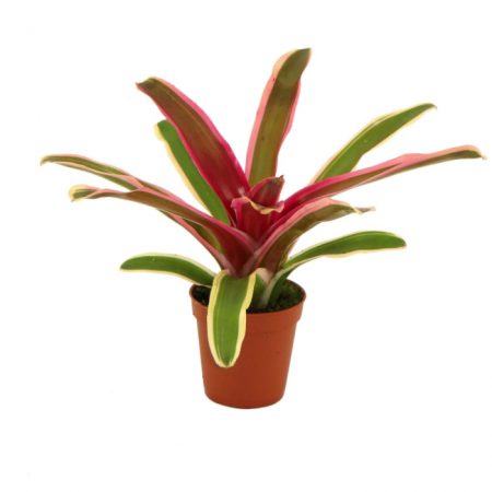 Bromelia - Bromelia Nidularium schultesianum Striped Fireball