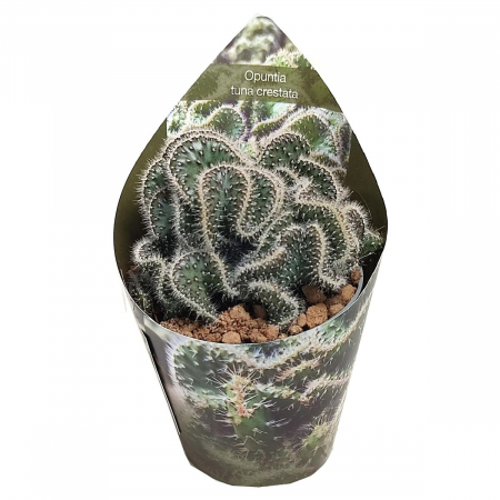 Suculente - Opuntia tuna cristata D6.5