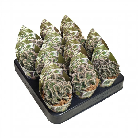 Opuntia tuna cristata D6.5 [1]