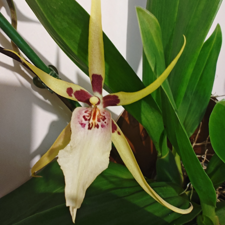 Orhidee Brassia (Spider Orchid) cu flori-păianjen galben-verzui, orhidee parfumată [1]