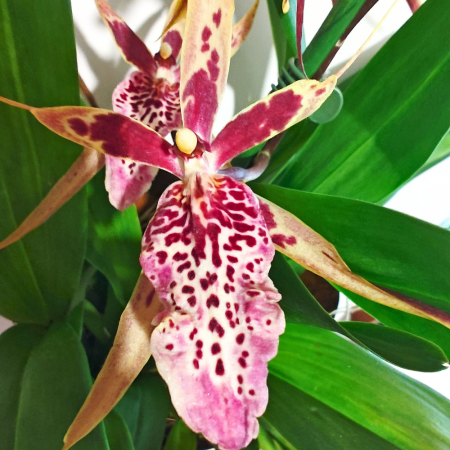 Orhidee - Orhidee Brassia (Spider Orchid) cu flori-păianjen galben-verzui, orhidee parfumată