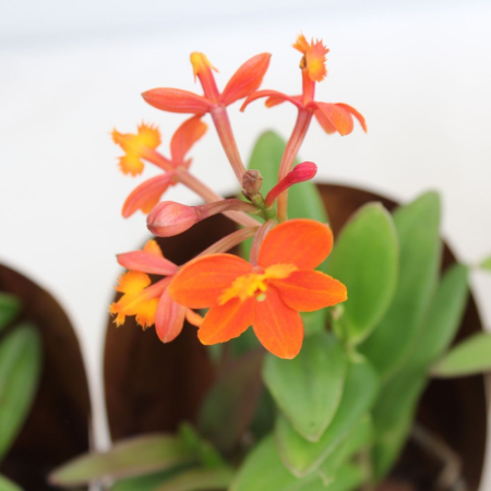 Epidendrum D9cm — orhidee crucifix [8]