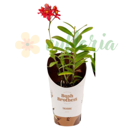 Epidendrum D9cm — orhidee crucifix [1]