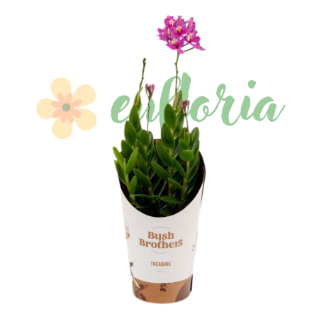 Epidendrum D9cm — orhidee crucifix [5]
