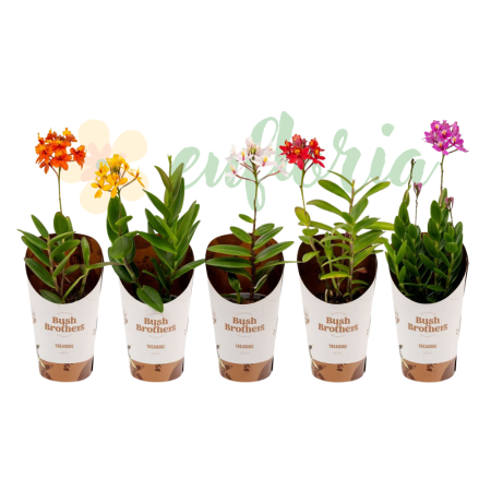 Plante înflorite - Epidendrum D9cm — orhidee crucifix