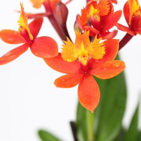 Epidendrum D9cm — orhidee crucifix [6]