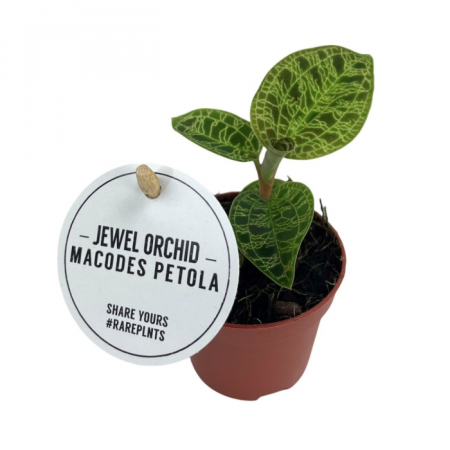 Orhidee - Macodes Petola în ghiveci, frunze verde închis cu vene aurii