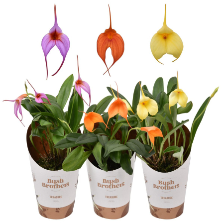 Blooming Plants - Orhidee Masdevallia D9cm