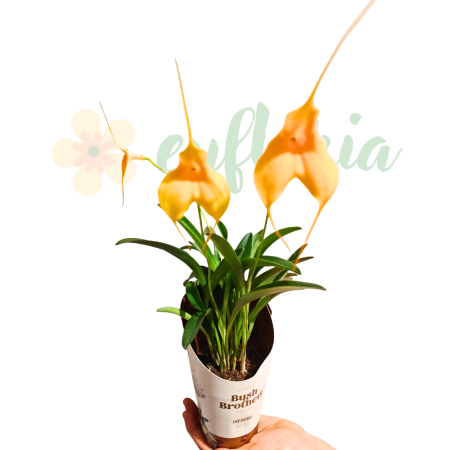 Plants for terrariums - Masdevallia orchid with vibrant triangular flowers, Andean collector orchid