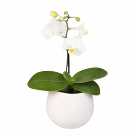 Orhidee - Orhidee naturală Phalaenopsis cu flori albe în ghiveci ceramic