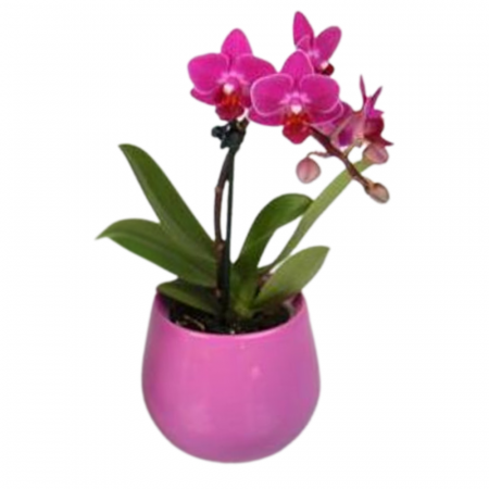 Orhidee - Orhidee naturală Phalaenopsis cu flori grena în ghiveci ceramic