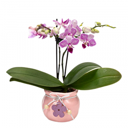 Orhidee - Orhidee Phalaenopsis cu flori albe cu terminații violet în ghiveci ceramic cu decorațiune