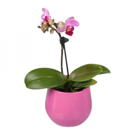 Orhidee - Orhidee naturală Phalaenopsis flori roz/grena în ghiveci ceramic