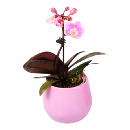 Orhidee - Orhidee naturală Phalaenopsis flori roz în ghiveci ceramic