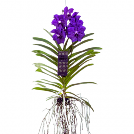 Orhidee - Orhidee naturală VANDA cu flori indigo și agățătoare