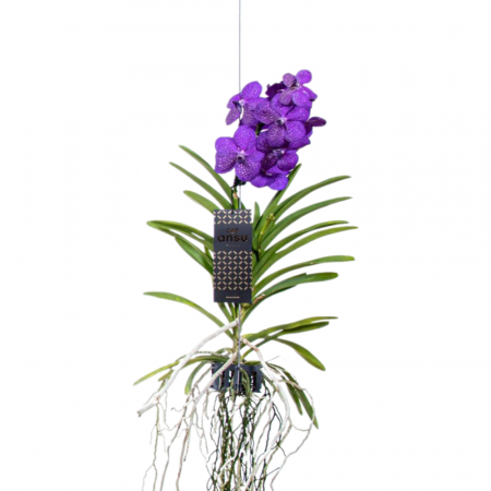 Orhidee - Orhidee naturală VANDA cu flori indigo și cu agățătoare