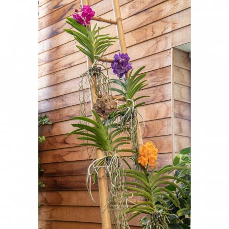 Orhidee naturală VANDA cu flori indigo și cu agățătoare [1]