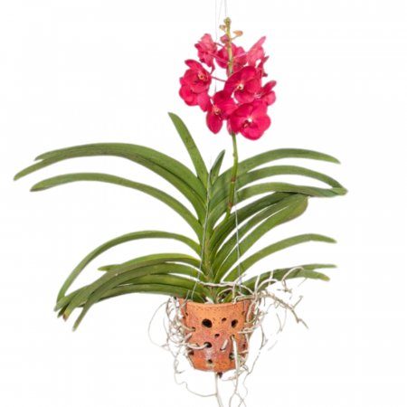 Orhidee - Orhidee VANDA cu flori roșii, cu ghiveci ceramic perforat și cu agățătoare
