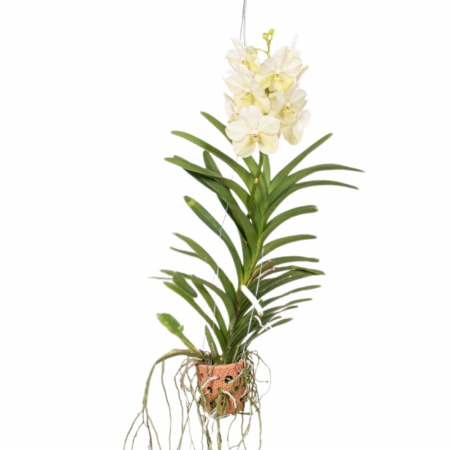 Orhidee - Orhidee naturală VANDA cu flori albe cu ghiveci ceramic perforat și agățătoare